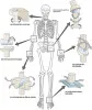 Human body joints