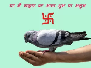 घर में कबूतर आना शुभ या अशुभ : जानिए निचे पढ़कर